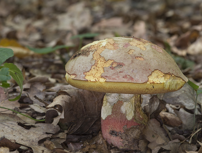 Boletus legaliae